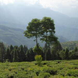 Darjeeling Tea Plantations